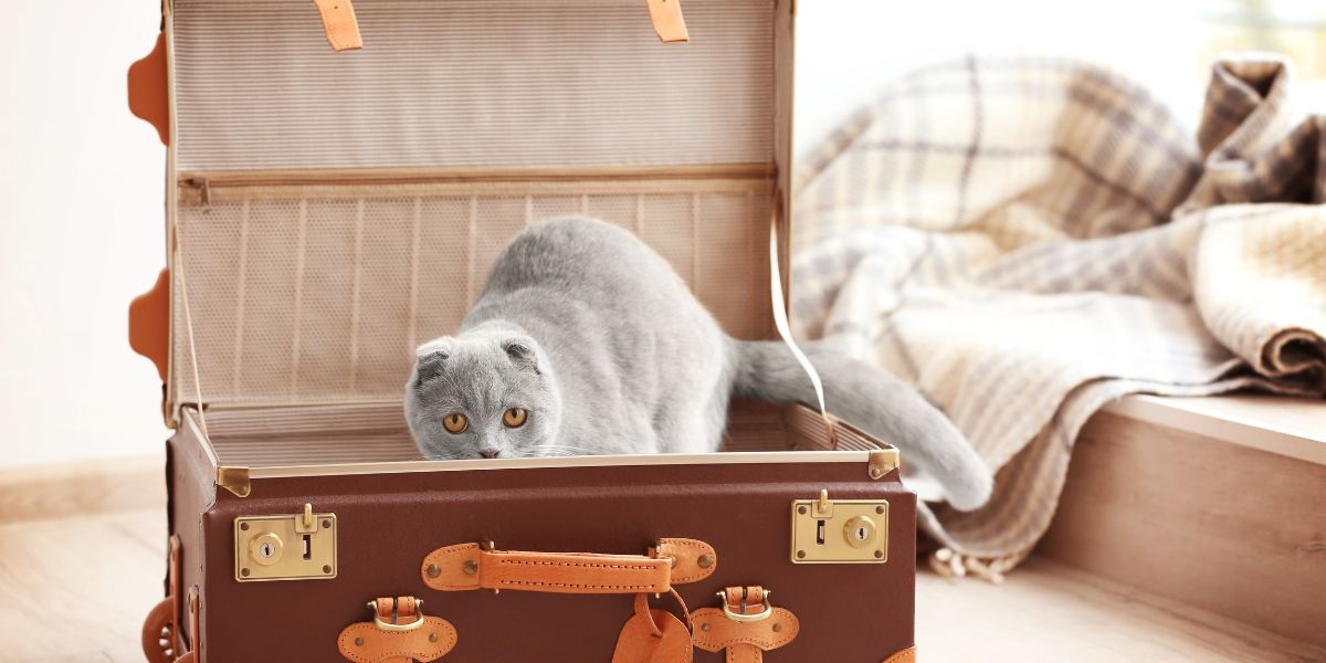 voyager avec chat